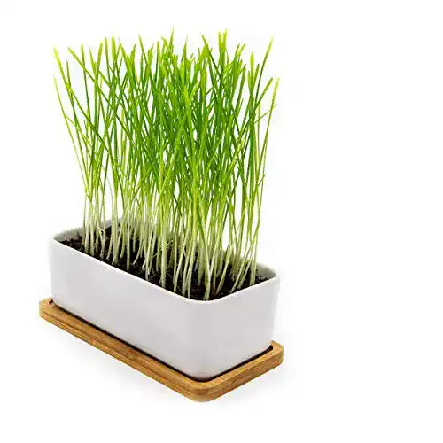 Katzengras Pfotenolymp ® Premium schale/ Set – Keramik