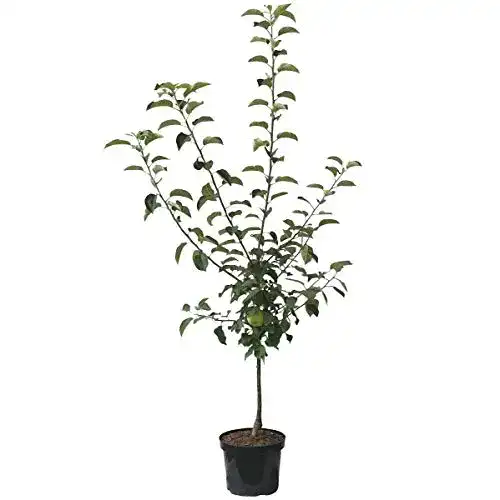 Apfelbaum Cox Orange Müllers Grüner Garten Shop 110-140 cm