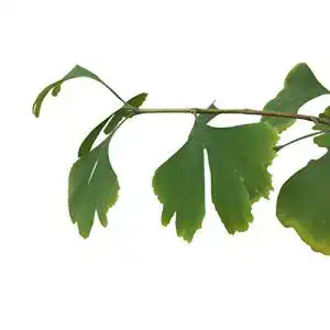 Ginkgo-Samen Samenchilishop (Immer nur einmal Versand)
