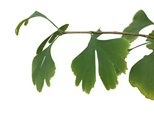 Ginkgo-Samen Samenchilishop (Immer nur einmal Versand)