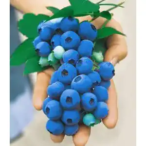 Heidelbeerstrauch BALDUR Garten Gartenheidelbeeren ‘NUI’