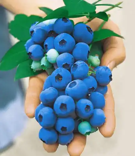 Heidelbeerstrauch BALDUR Garten Gartenheidelbeeren ‘NUI’