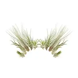 Tillandsien Allterra 10er-Mix, Tillandsia, Bromeliengewächs