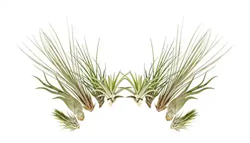 Tillandsien Allterra 10er-Mix, Tillandsia, Bromeliengewächs