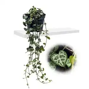 Leuchterblume unsere-gaertnerei-mueller, hängend, im 8cm Topf