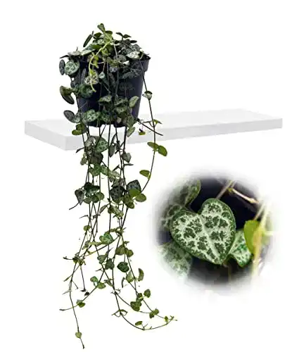 Leuchterblume unsere-gaertnerei-mueller, hängend, im 8cm Topf