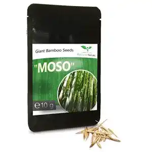 Bambus-Samen Magic of Nature Riesenbambus Samen, 10g