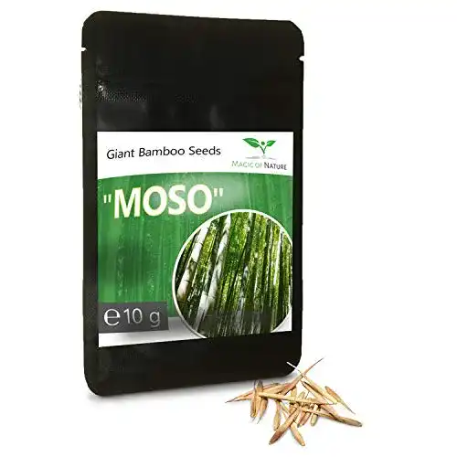 Bambus-Samen Magic of Nature Riesenbambus Samen, 10g