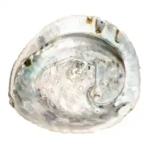 Abalone-Muschel NaDeco Haliotis midae ca. 12-16cm