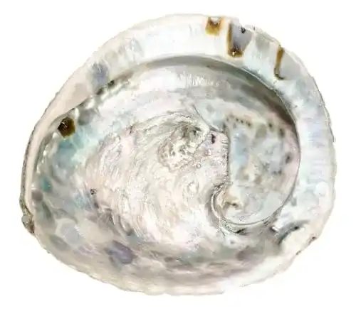 Abalone-Muschel NaDeco Haliotis midae ca. 12-16cm