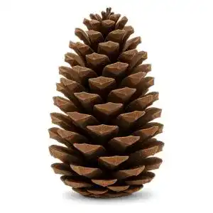 Tannenzapfen NaDeco Pinus maritima in Natur, 14-18cm, 20 Stück