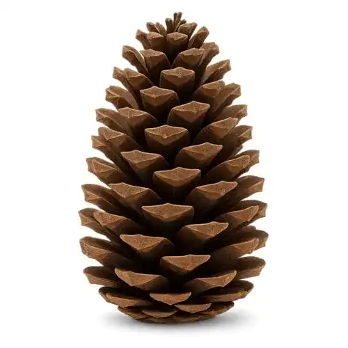 Tannenzapfen NaDeco Pinus maritima in Natur, 14-18cm, 20 Stück