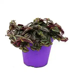 Dreimasterblume exotenherz, Tradescantia Purple Passion
