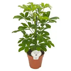 Schefflera Blumen Senf arboricola Nora 45 cm Strahlenaralie
