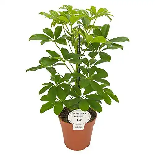 Schefflera Blumen Senf arboricola Nora 45 cm Strahlenaralie