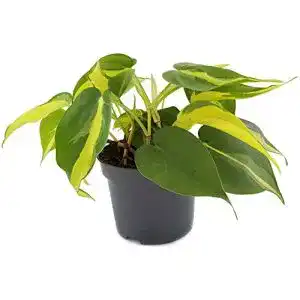 Philodendron scandens Fangblatt Limonengrüner Baumfreund