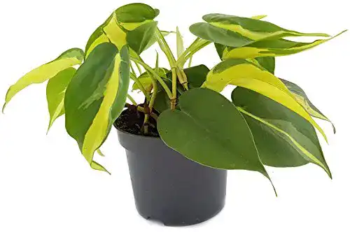 Philodendron scandens Fangblatt Limonengrüner Baumfreund