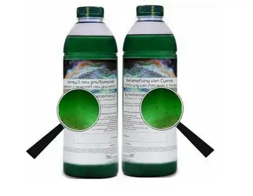 Plankton 2 Liter Synechococcus Cyano mit EXTRA Schuss Tigerpods