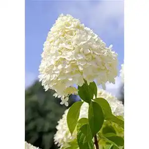 Rispenhortensie PlantaPro Hydrangea paniculata ‘Limelight’