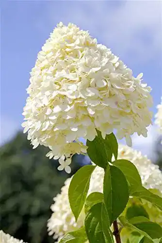 Rispenhortensie PlantaPro Hydrangea paniculata ‘Limelight’