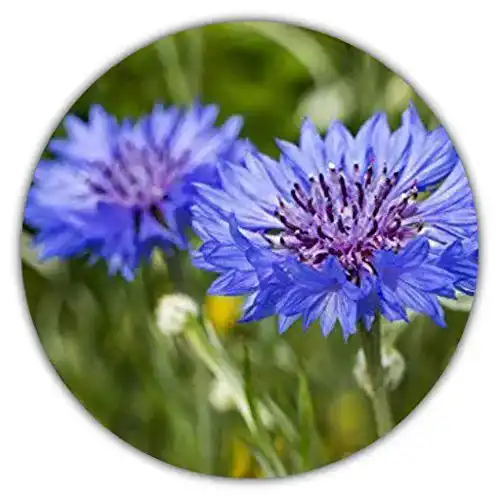 Kornblumen-Samen Samenquelle.de, ca. 50 Samen
