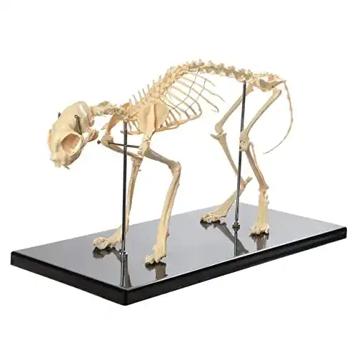 Hundeskelett UIGJIOG Modell 1:1 Hunde -Skelett -Knochenmodell