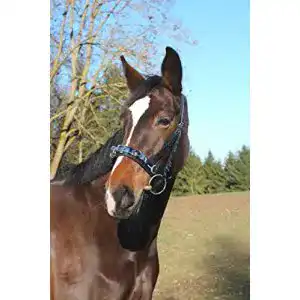 Kappzaum Kerbl Leder, Exklusiv VB, Incl. Gebissriemen , Schwarz