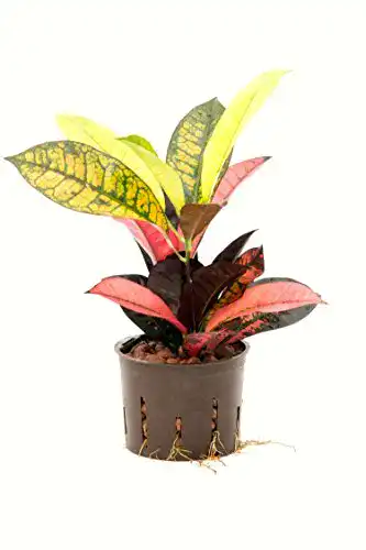 Kroton Redwood Service GmbH, Croton variegatum Petra