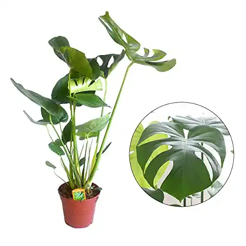 Monstera-Pflanze PLANT NATURES Lieferhöhe: 70-80 cm