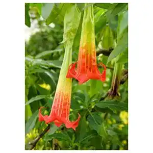 Engelstrompeten-Samen Tropica Blutrote Engelstrompete