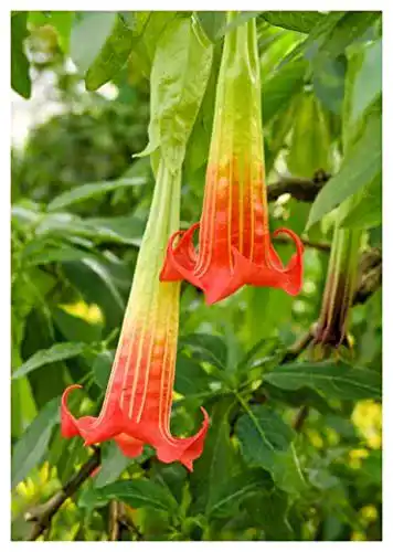 Engelstrompeten-Samen Tropica Blutrote Engelstrompete