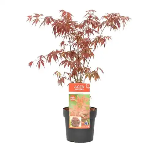 Ahorn-Pflanze Bloomique Japanischer Ahorn, Gärtnertopf 19 cm