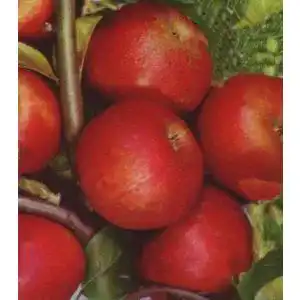 Boskoop-Apfelbaum floranza.de Apfelbaum Roter Boskoop