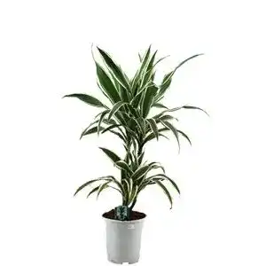 Drachenbaum Dominik Blumen und Pflanzen, Blumen Warneckii