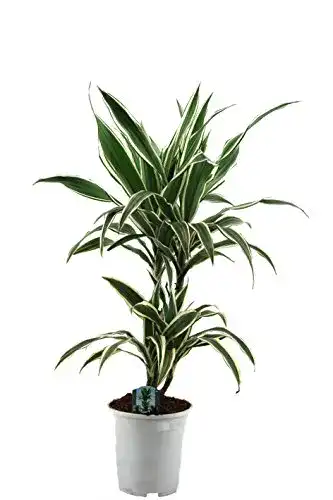 Drachenbaum Dominik Blumen und Pflanzen, Blumen Warneckii