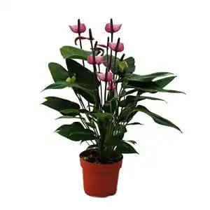 Flamingoblume exotenherz “Lila Fiorino” violett 14cm