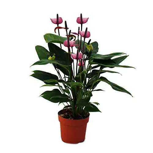 Flamingoblume exotenherz “Lila Fiorino” violett 14cm
