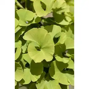 Ginkgobaum PlantaPro Ginkgo biloba ‘Mariken’ Sta 5L Krone 1j.