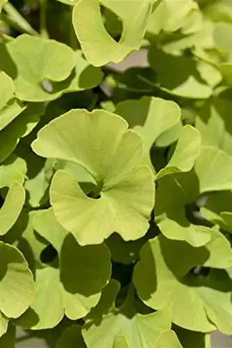 Ginkgobaum PlantaPro Ginkgo biloba ‘Mariken’ Sta 5L Krone 1j.