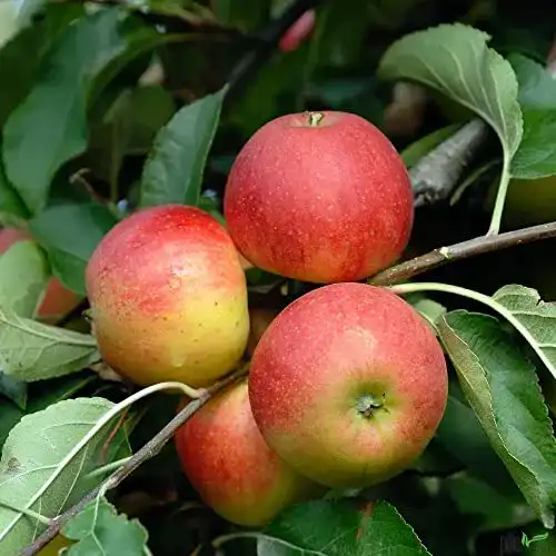 Apfelbaum Elstar pille baumschulen Herbstapfel 120-160 cm