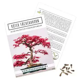 Ahorn-Samen HappySeed Außergewöhnliche Bonsai Samen