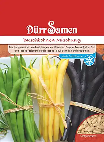 Bohnen-Samen Dürr-Samen Buschbohne Samen grün gelb blauhülsige