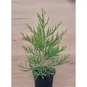 Mammutbaum pflanzhits 15-25cm Sequoiadendron giganteum