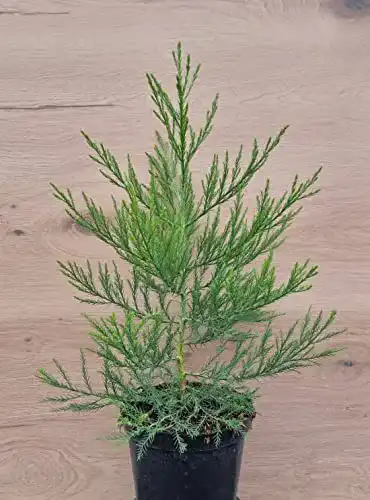 Mammutbaum pflanzhits 15-25cm Sequoiadendron giganteum