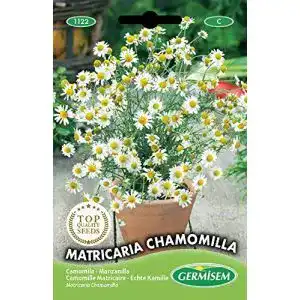 Kamille-Samen Germisem KAMILLE, mehrfarbig, EC1122