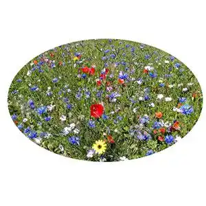 Blumenwiese-Samen Saatzucht Bardowick 4061369338834, Bunt