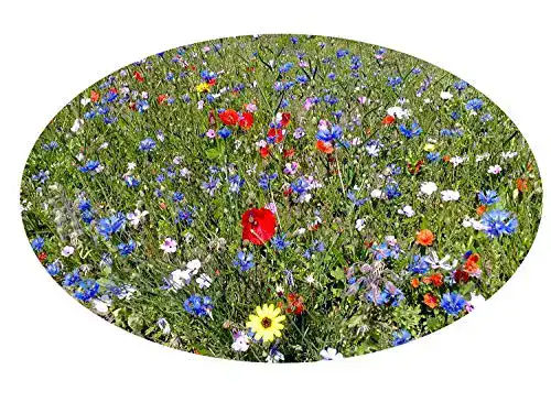 Blumenwiese-Samen Saatzucht Bardowick 4061369338834, Bunt