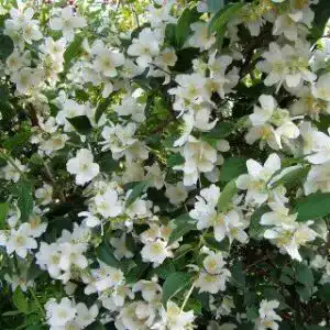 Jasmin-Pflanze PlantaPro Bauernjasmin Philadelphus coronarius