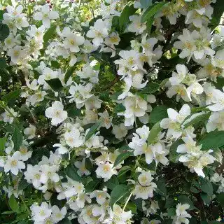 Jasmin-Pflanze PlantaPro Bauernjasmin Philadelphus coronarius