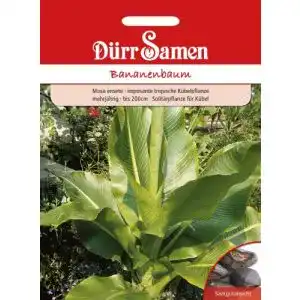 Bananensamen Dürr-Samen Bananenbaum Saatgut